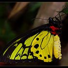 Tropischer Schmetterling