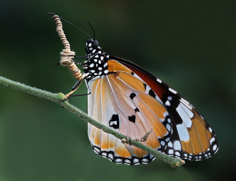 Tropischer Schmetterling