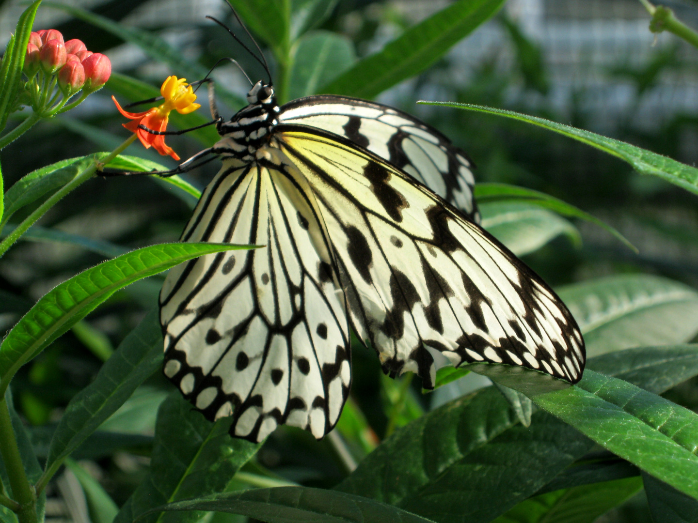 Tropischer Schmetterling