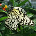 Tropischer Schmetterling