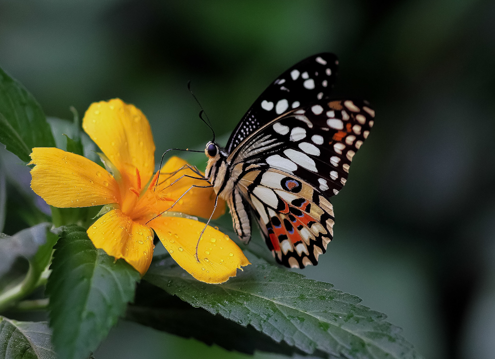 Tropischer Schmetterling