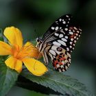 Tropischer Schmetterling