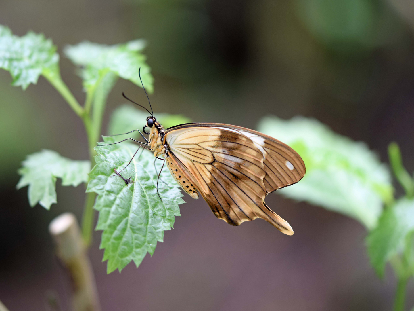 Tropischer Schmetterling