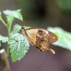 Tropischer Schmetterling