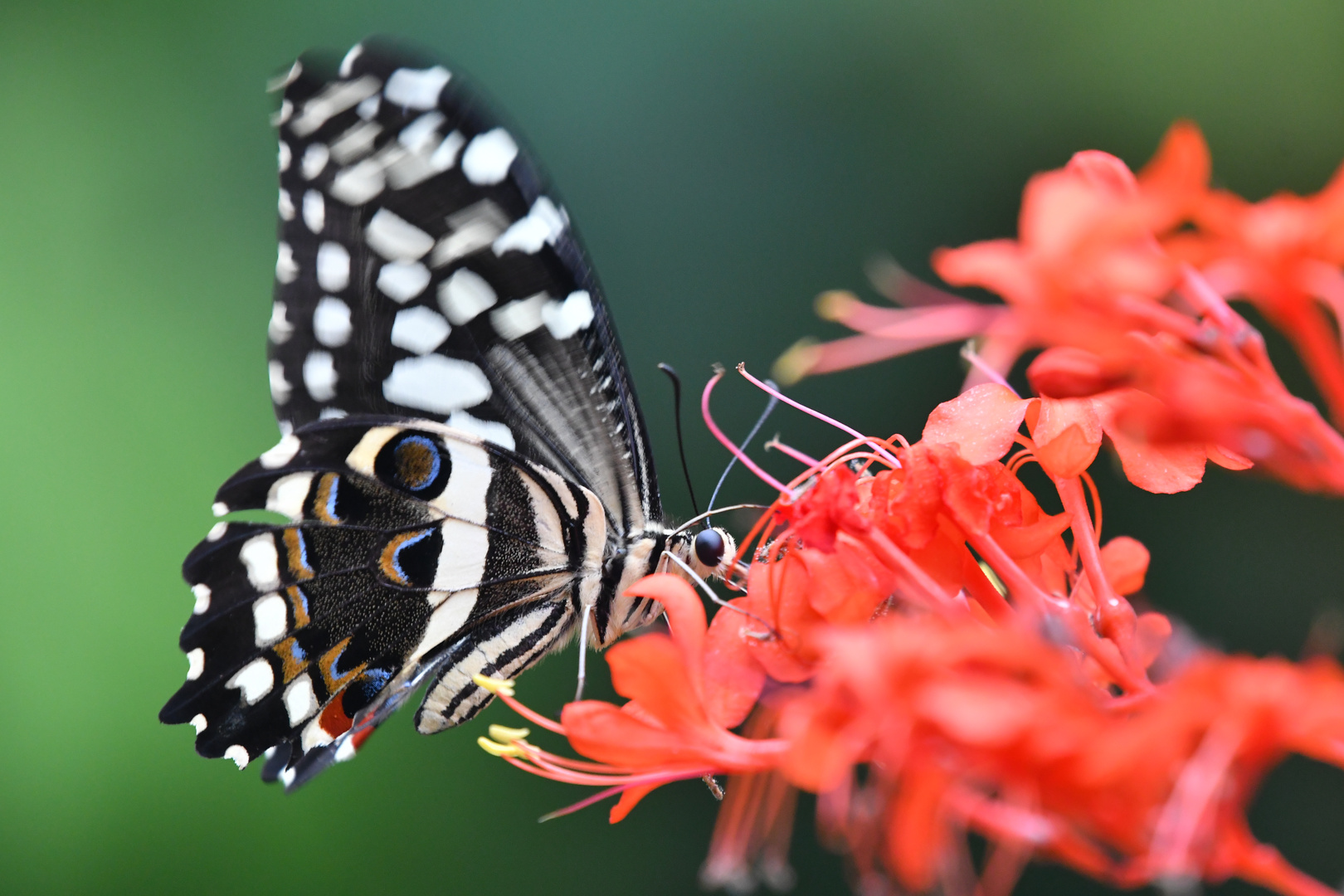 Tropischer Schmetterling