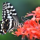 Tropischer Schmetterling