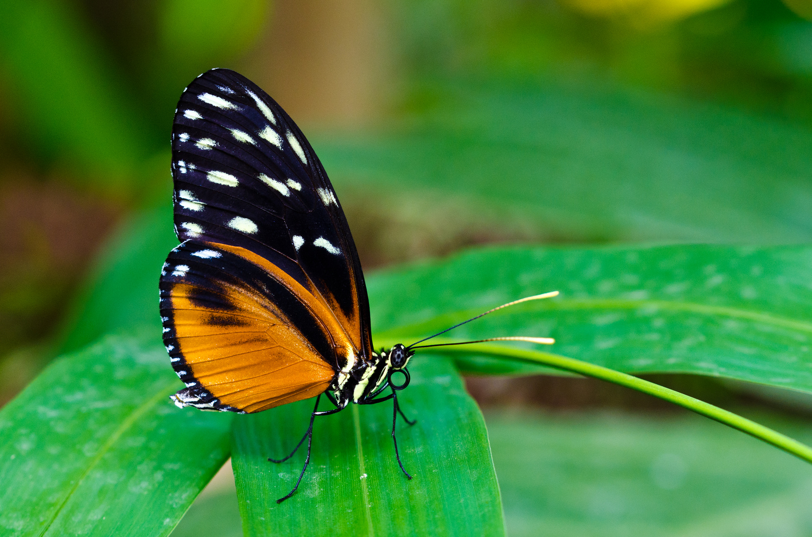 Tropischer Schmetterling