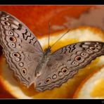 Tropischer Schmetterling
