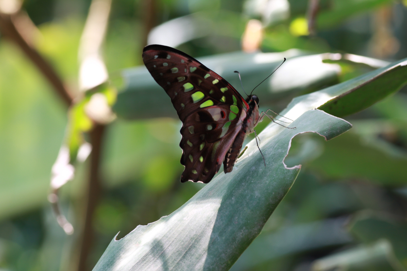 Tropischer Schmetterling