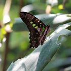 Tropischer Schmetterling