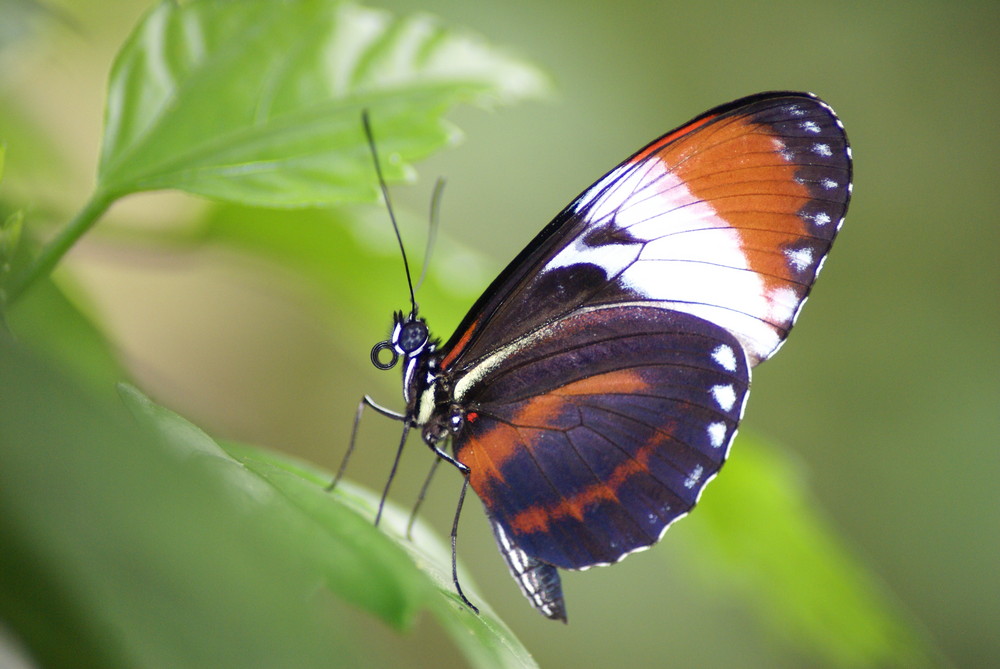 tropischer Schmetterling