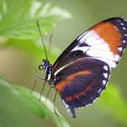 tropischer Schmetterling