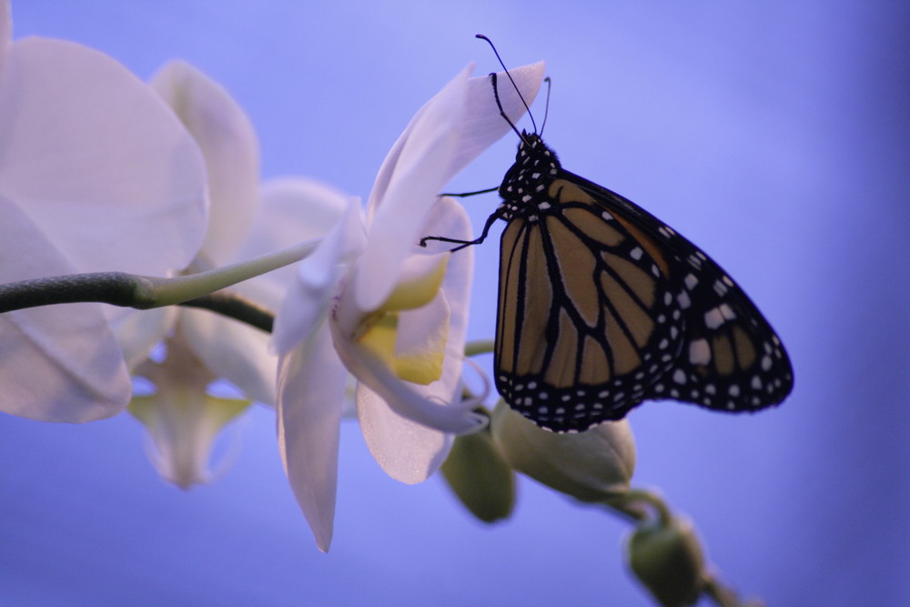 Tropischer Schmetterling an Orchidee