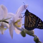 Tropischer Schmetterling an Orchidee