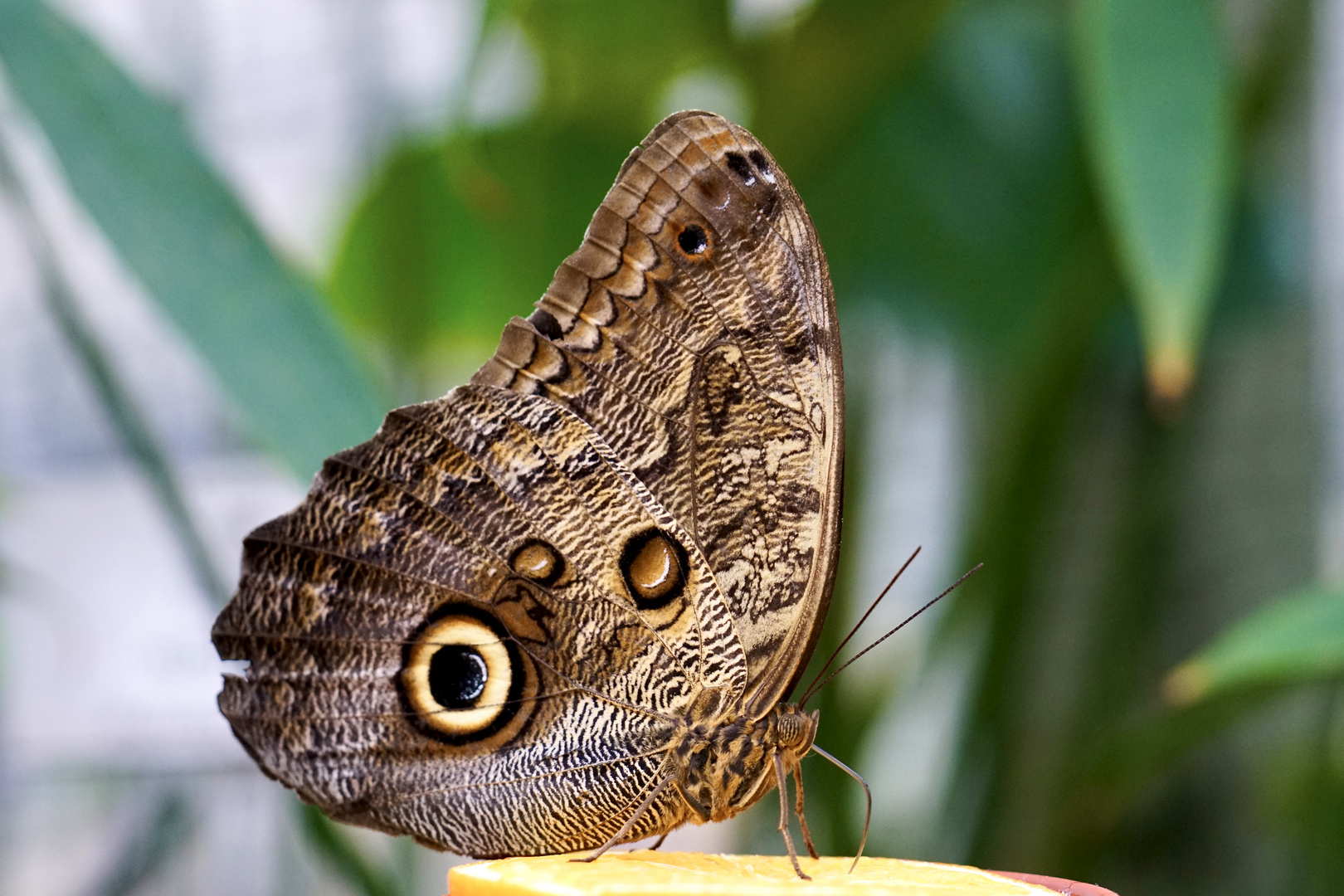 Tropischer Schmetterling