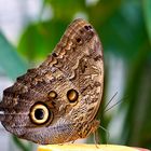 Tropischer Schmetterling