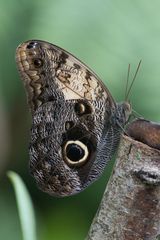 tropischer Schmetterling