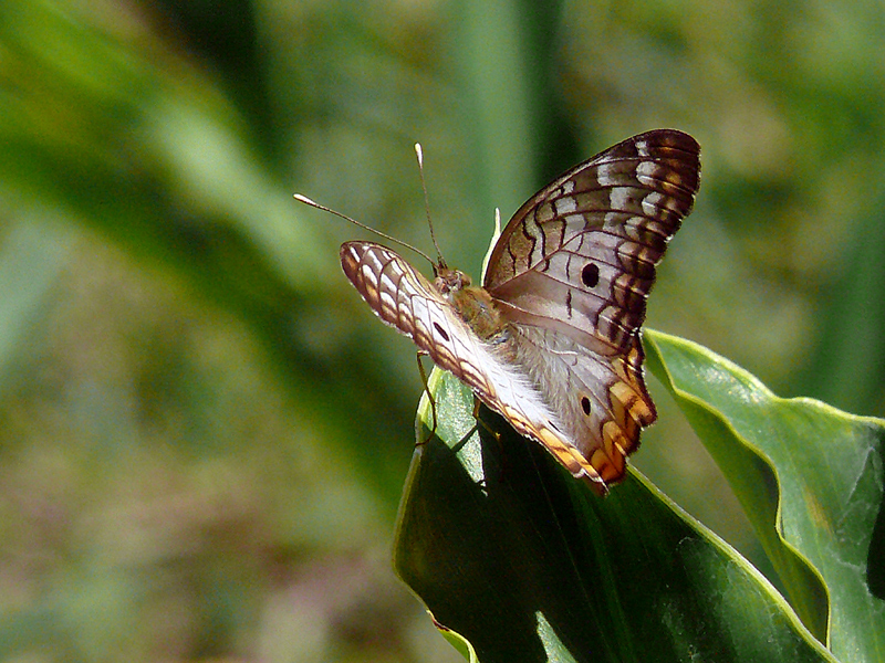 Tropischer Schmetterling