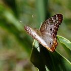 Tropischer Schmetterling