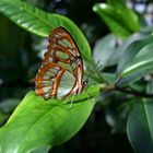 Tropischer Schmetterling