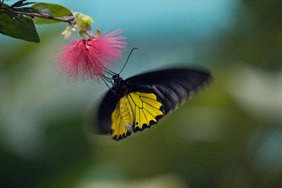 Tropischer Schmetterling