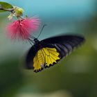 Tropischer Schmetterling