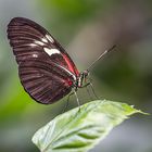 Tropischer Schmetterling