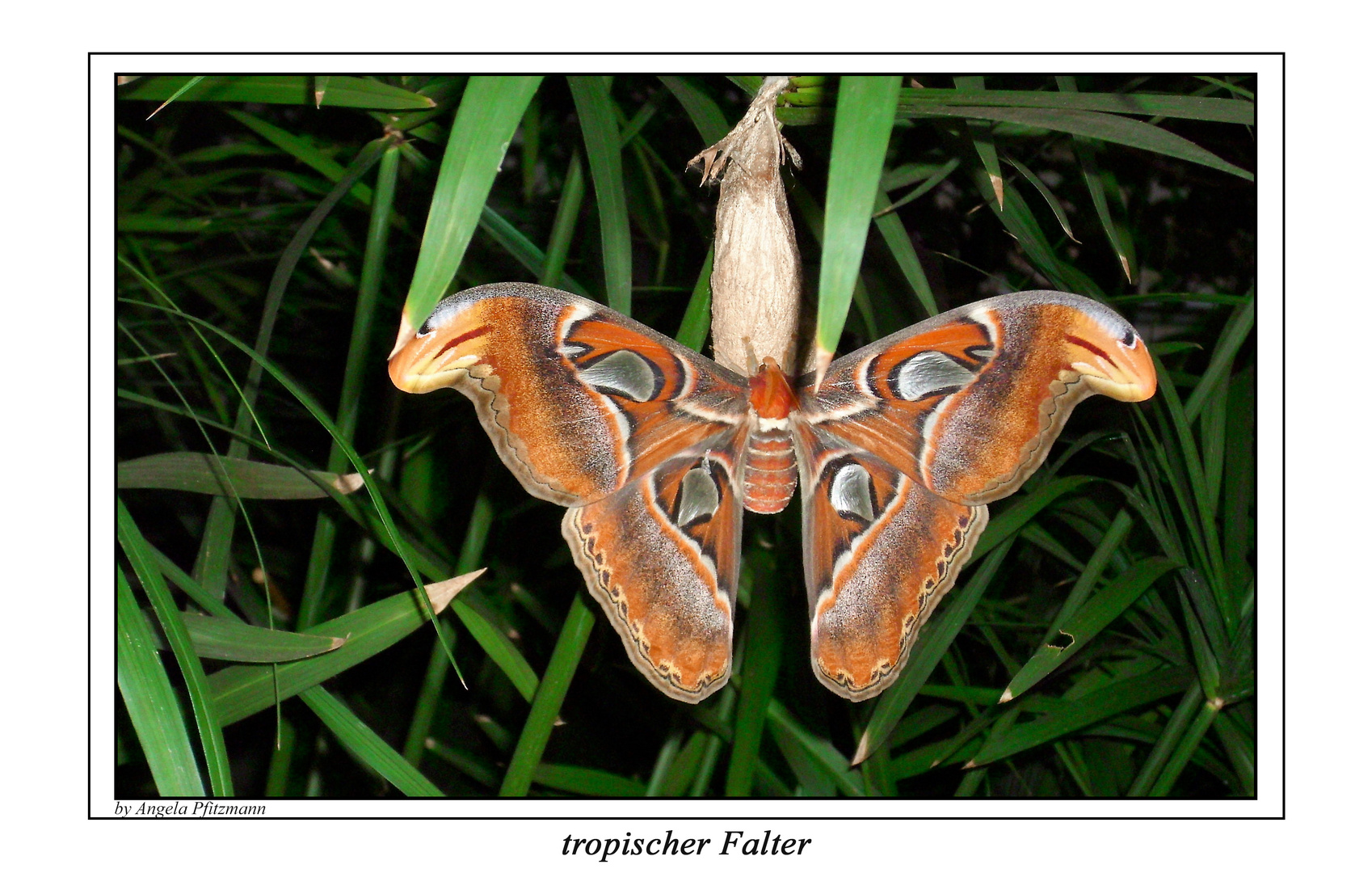  tropischer Schmetterling