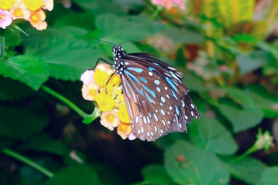 tropischer schmetterling