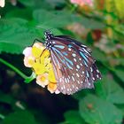 tropischer schmetterling