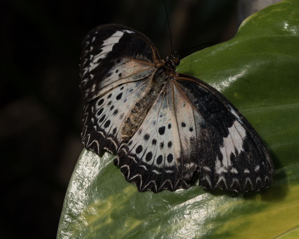 tropischer Schmetterling