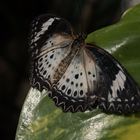 tropischer Schmetterling