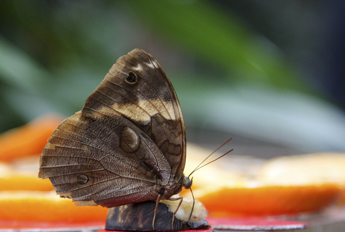 Tropischer Schmetterling