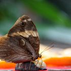 Tropischer Schmetterling