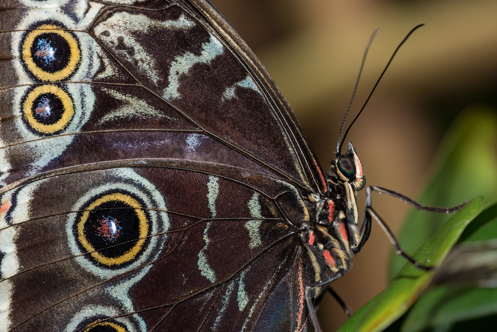 Tropischer Schmetterling