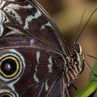 Tropischer Schmetterling