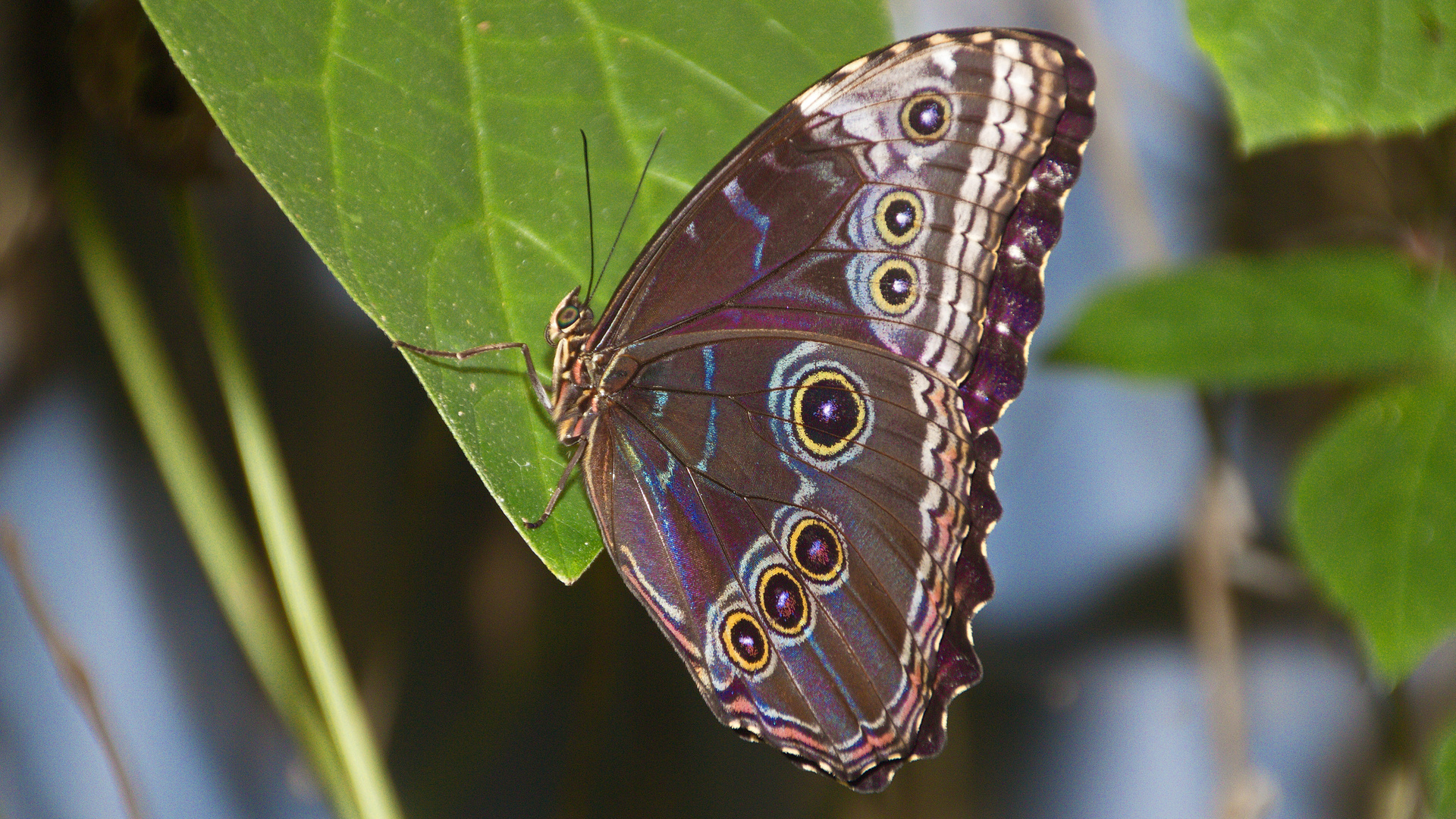 tropischer Schmetterling