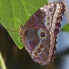 tropischer Schmetterling