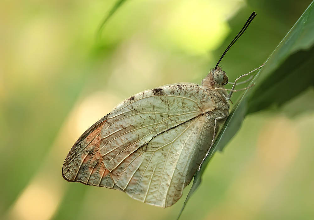 tropischer Schmetterling