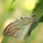 tropischer Schmetterling