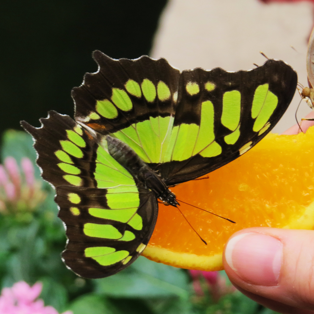 Tropischer Schmetterling im botanischen Garten Augsburg, 4