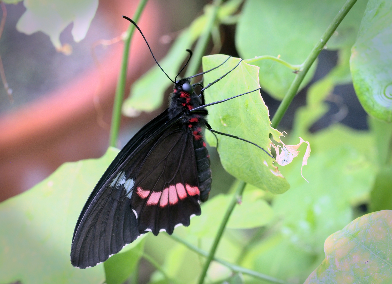 Tropischer Schmetterling im Botanischen Garten