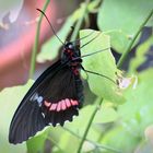 Tropischer Schmetterling im Botanischen Garten