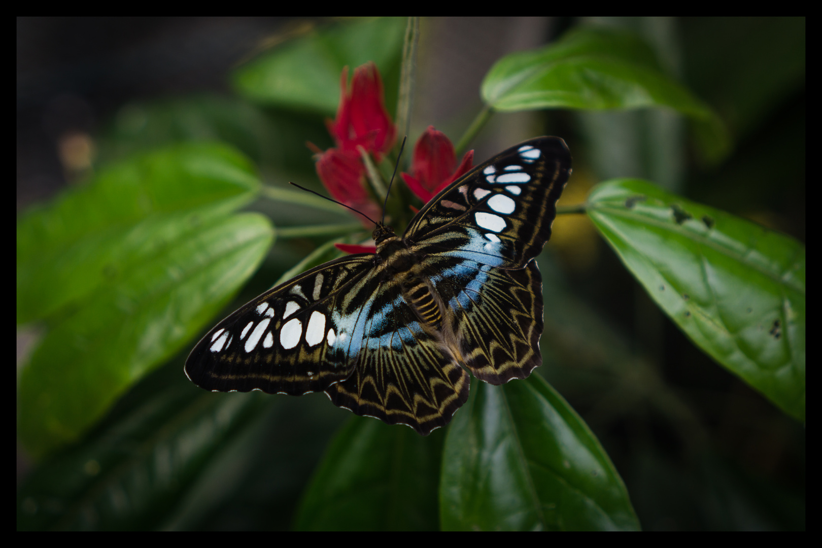 Tropischer Schmetterling im Gewächshaus