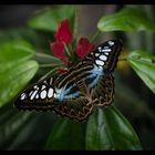 Tropischer Schmetterling im Gewächshaus