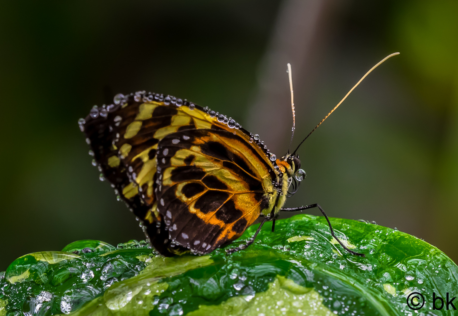 Tropischer Schmetterling nach dem Wassernebel