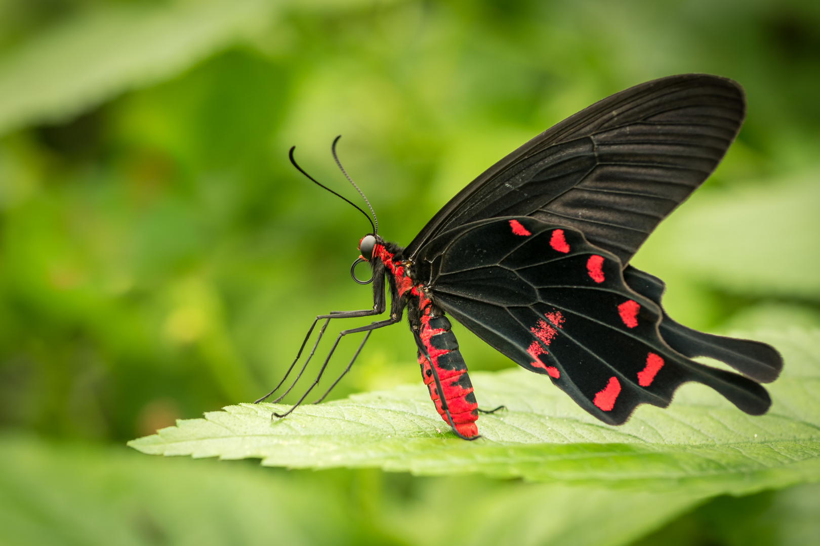 Tropischer Schmetterling (Pachliopta aristolochiae)