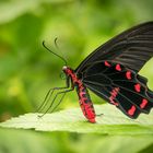 Tropischer Schmetterling (Pachliopta aristolochiae)