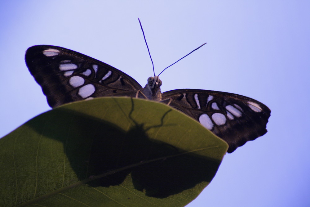 Tropischer Schmetterling ; Parthenos_tigrina auf Blatt