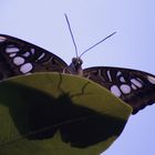 Tropischer Schmetterling ; Parthenos_tigrina auf Blatt
